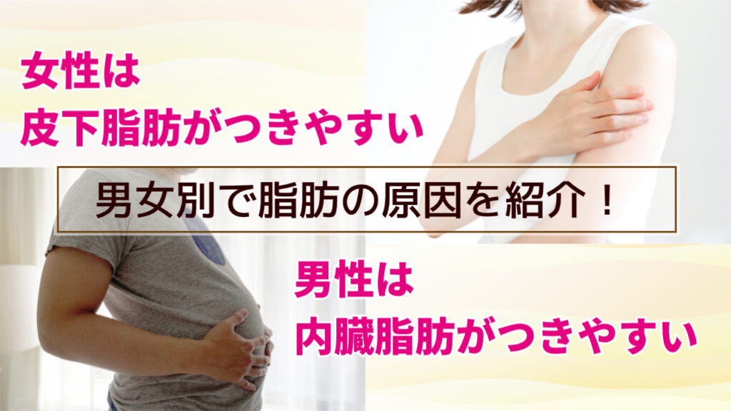 女性は皮下脂肪、男性は内臓脂肪が付きやすい理由