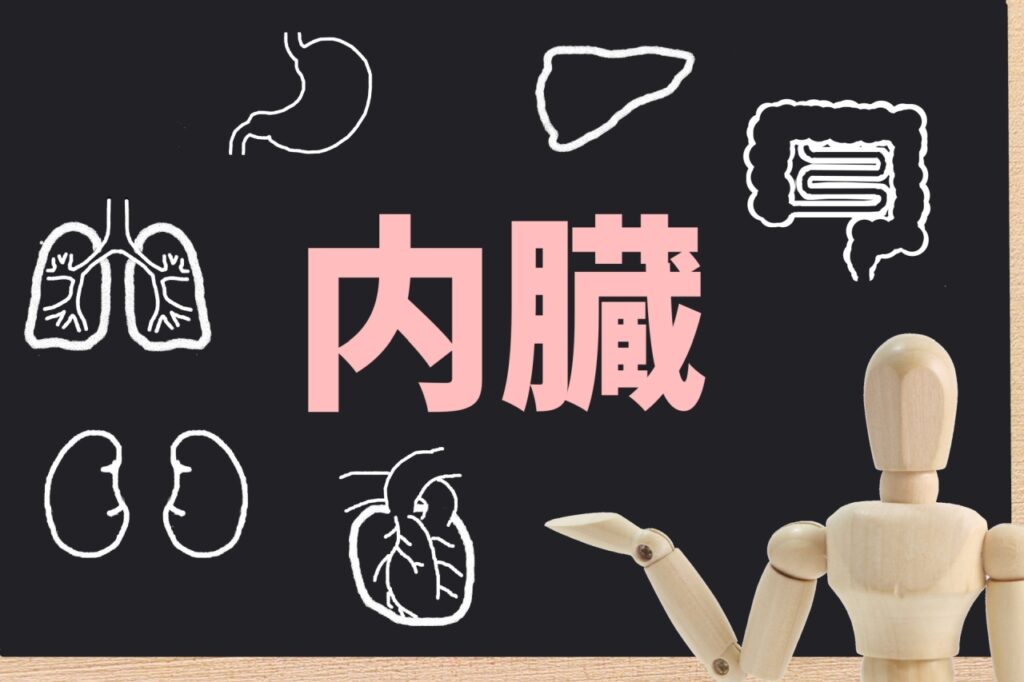 内臓脂肪は内臓を保護