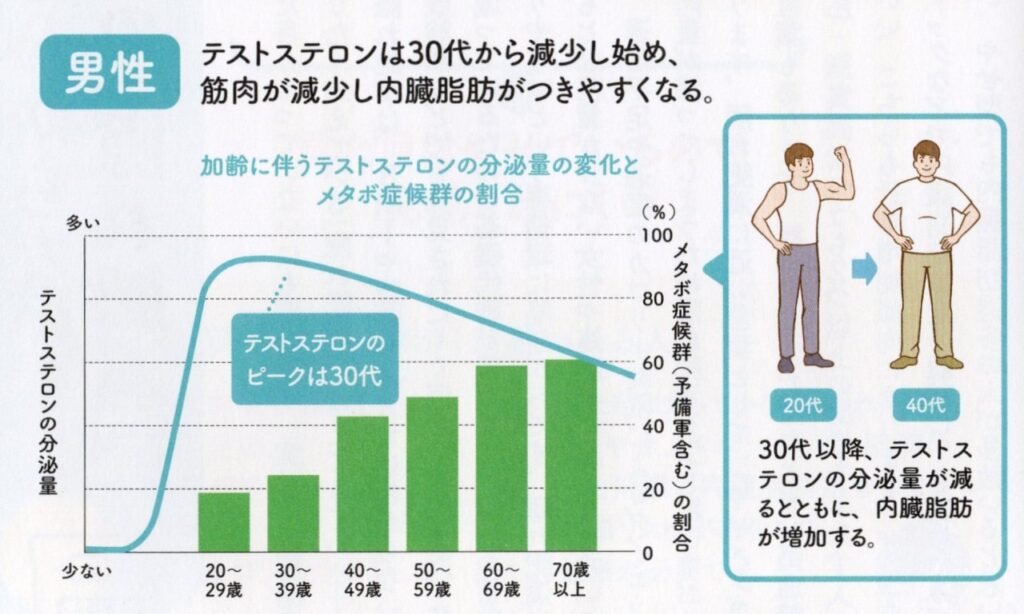 テストステロンの年代別分泌量