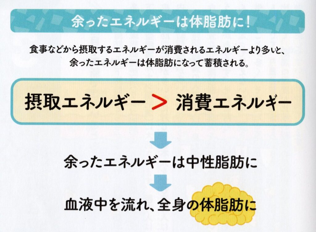 余ったエネルギーは脂肪に
