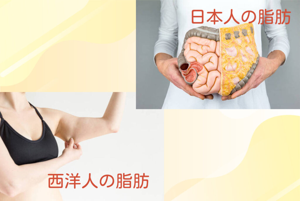 皮下脂肪と内臓脂肪