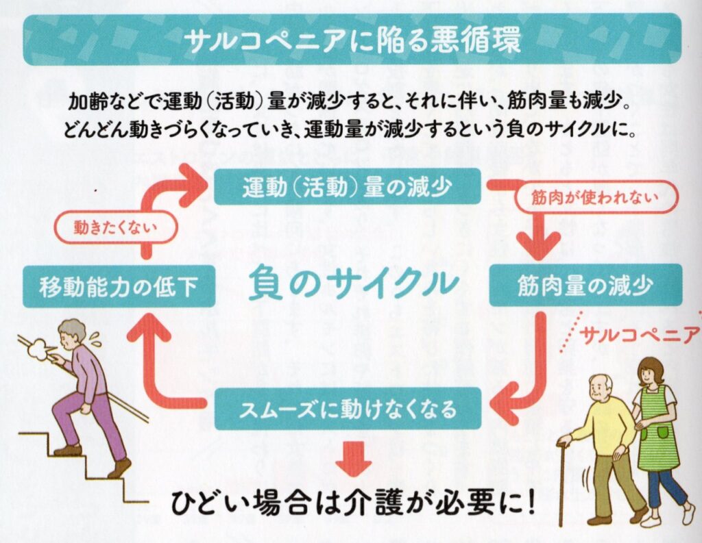 サルコペニアに陥る悪循環