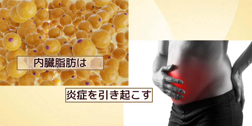 内臓脂肪は炎症を引き起こす