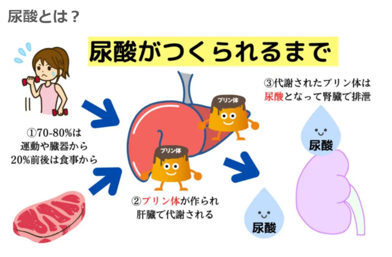 尿酸が作られるまで