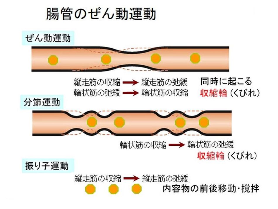 蠕動運動の詳細