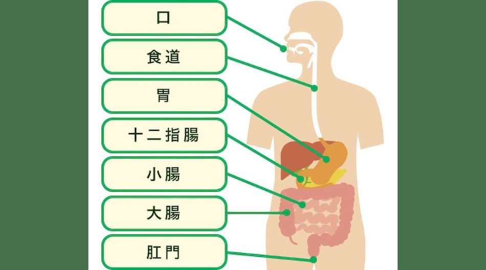消化器官