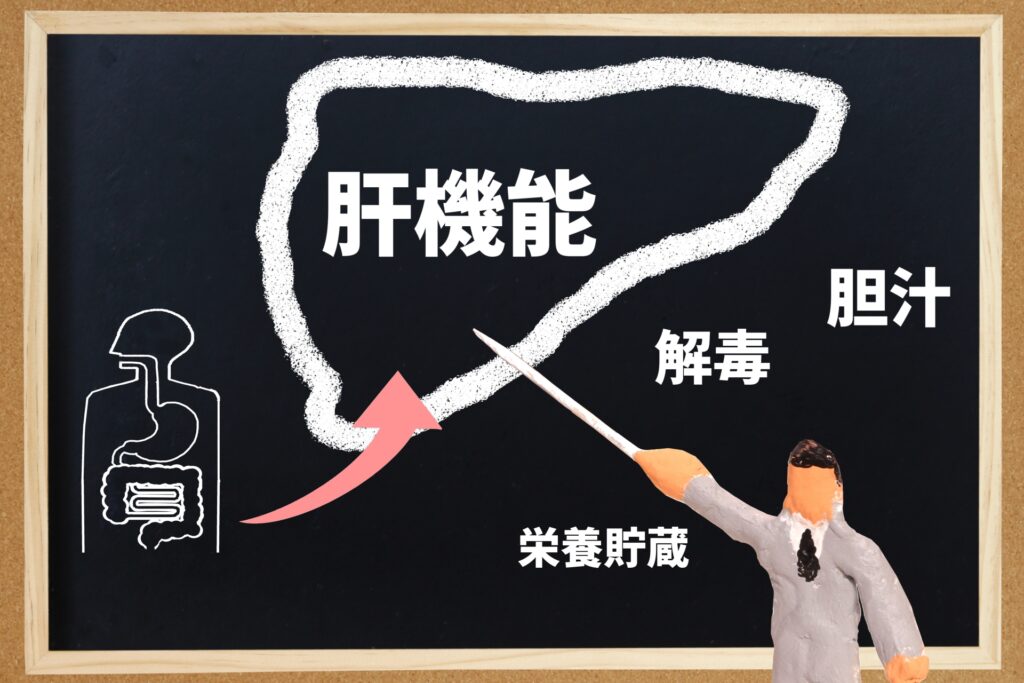 肝臓の役割