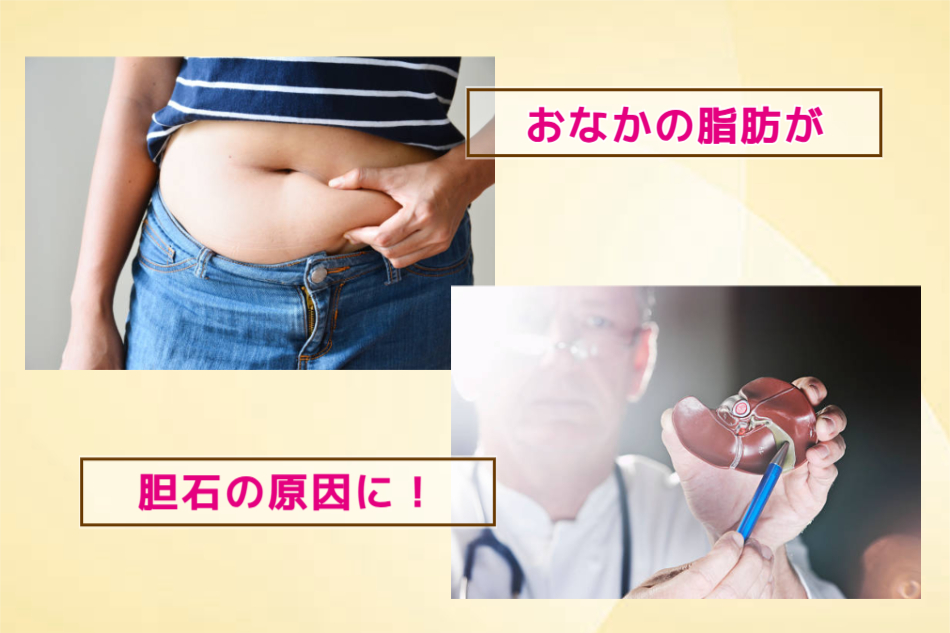 お腹の脂肪が内臓脂肪に