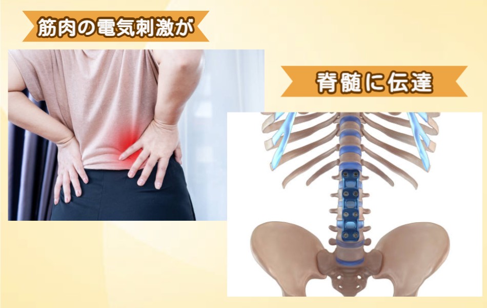 腰痛の電気信号が脊髄に伝達