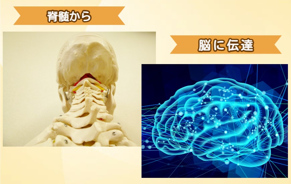 脊髄から脳に伝達