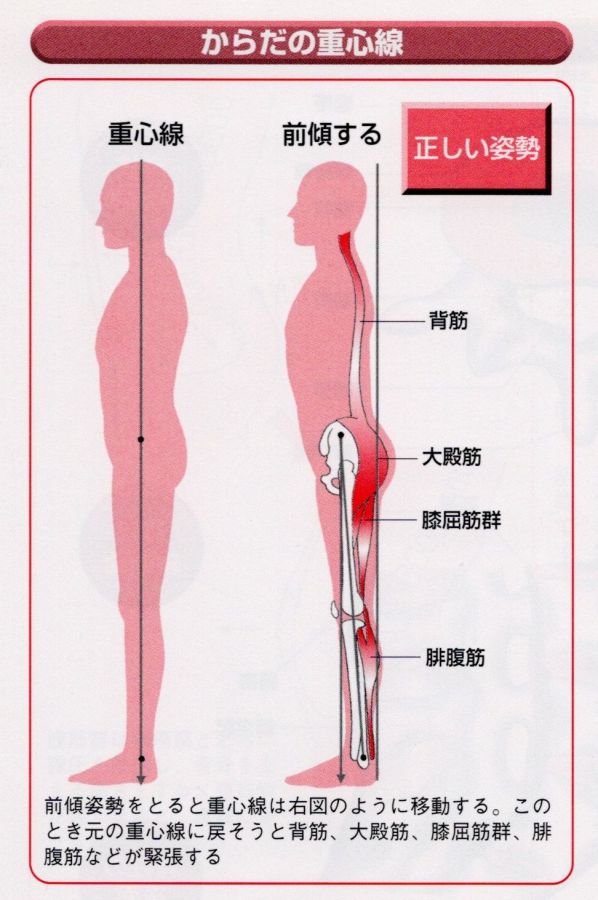 立っている時の重心性