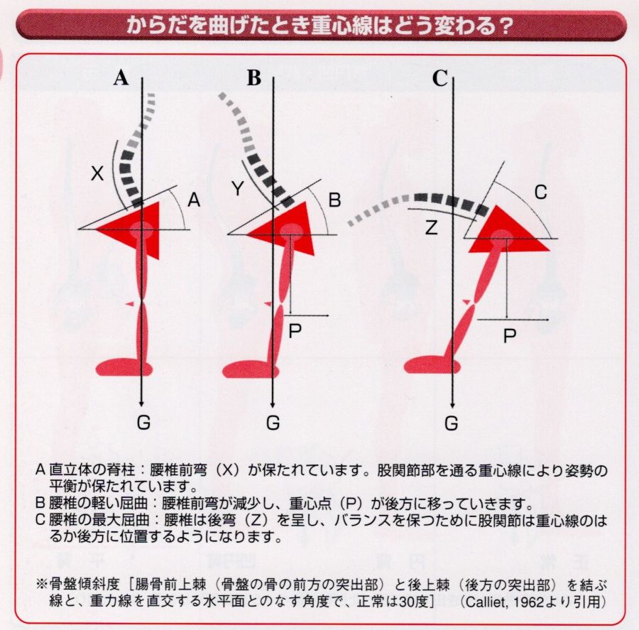上半身を前に倒した時の重心線