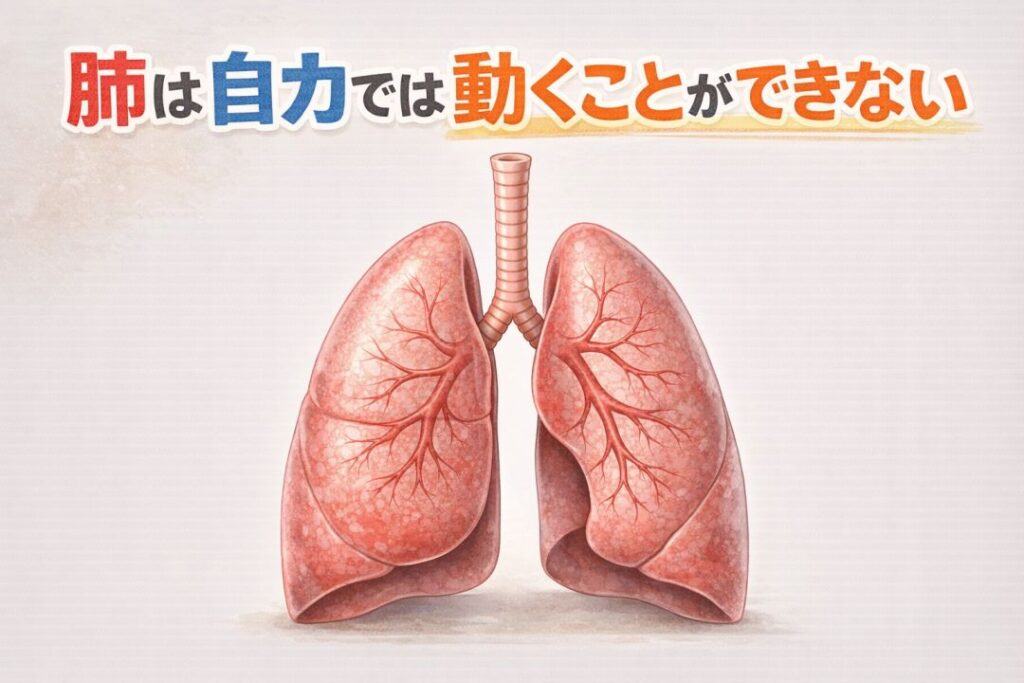 肺は自力で動くことができない