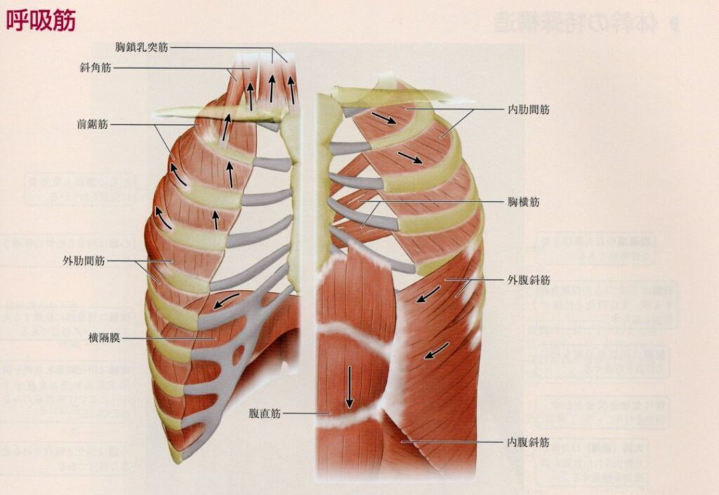 呼吸筋
胸鎖乳突筋
斜角筋
前鋸筋
内肋間筋
外肋間筋
胸横筋
内腹斜筋
外腹斜筋
横隔膜
腹直筋