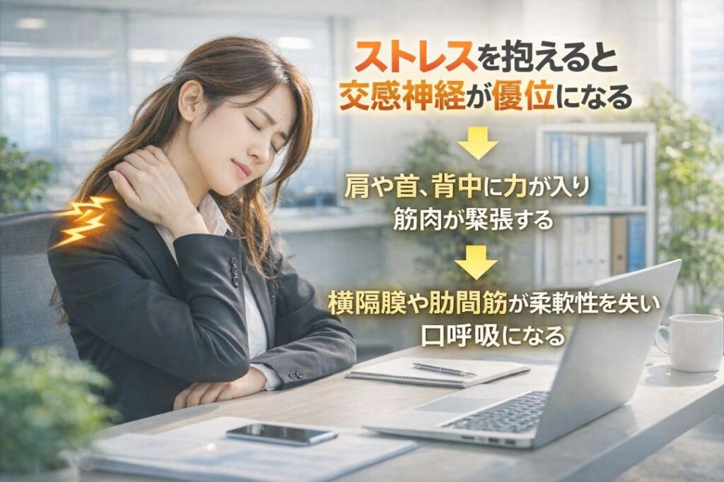 ストレスを抱えると交感神経が優位になる→ 肩や首、瀬名に力が入り筋肉が緊張する→ 横隔膜や肋間筋が柔軟性を失い口呼吸になる
