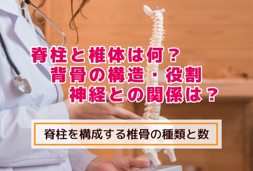 脊柱と椎体とは何?背骨の構造、役割、神経との関係は?