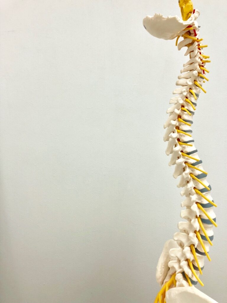 脊柱を構成する椎骨の種類と数