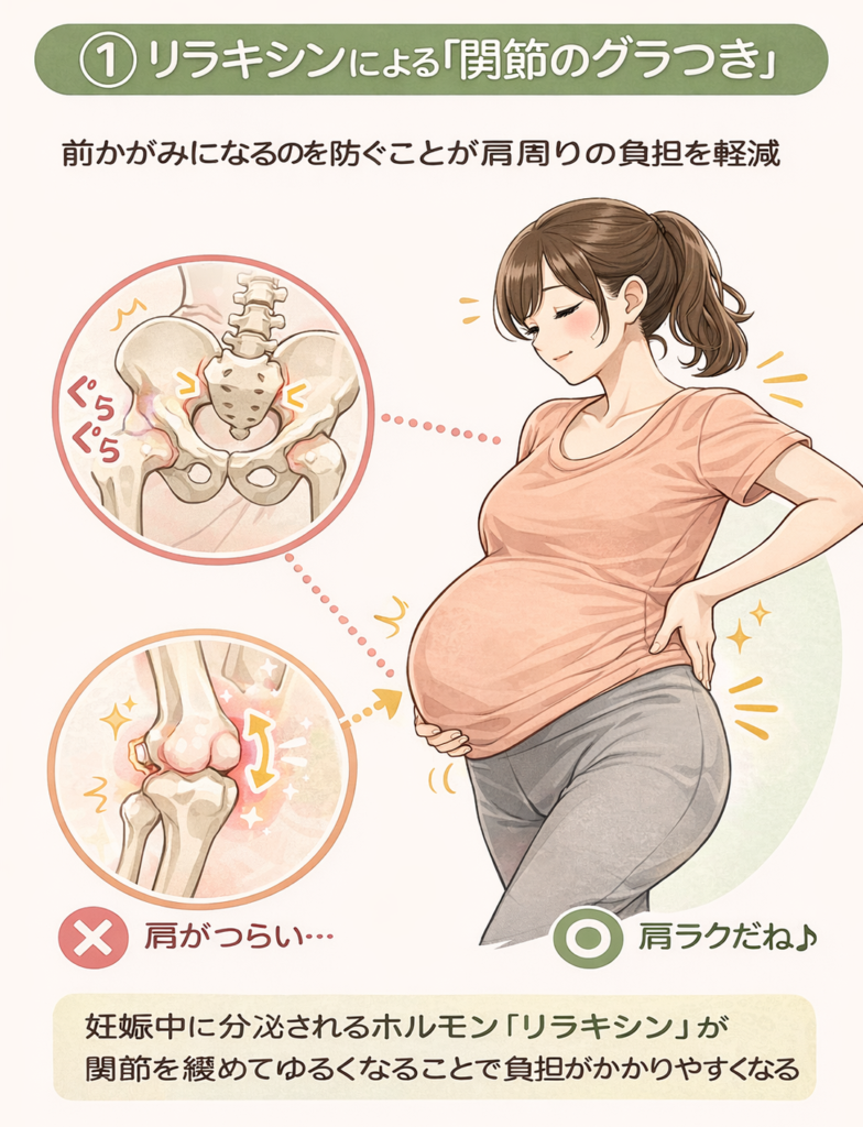 ①リラキシンによる「関節のぐらつき」前かがみになるのを防ぐことが肩回りの負担を軽減。妊娠中に分泌されるホルモン「リラキシン」が関節を緩めてゆるくなることで負担がかかりやすくなる