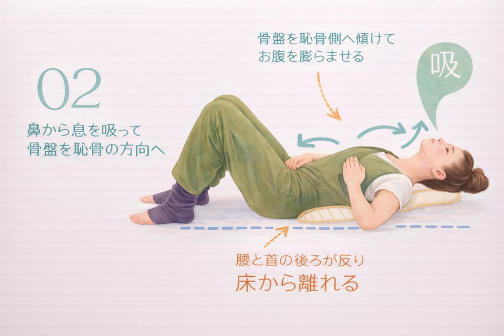 ②鼻から息を吸って骨盤を恥骨の方へ・骨盤を恥骨側へ傾けてお腹を膨らませる・腰と首の後ろが反り床から離れる