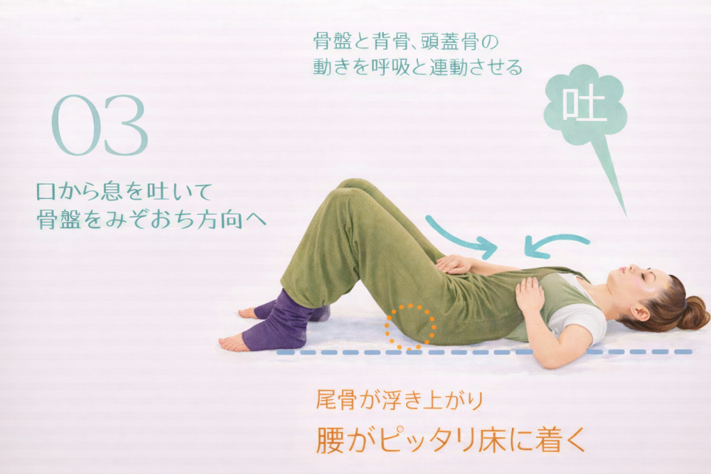 ③口から息を吐いて骨盤をみぞおち方向へ・骨盤と背骨、頭蓋骨の動きを呼吸と連動させる・鼻骨が浮き上がり腰がぴったり床に着く