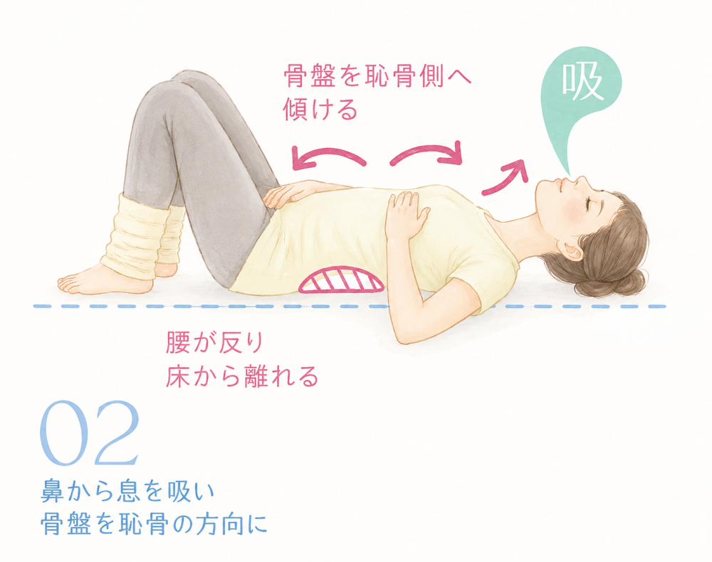 02:鼻から息を吸い骨盤を恥骨の方向に・骨盤を恥骨側へ傾ける・腰が反り床から離れる
