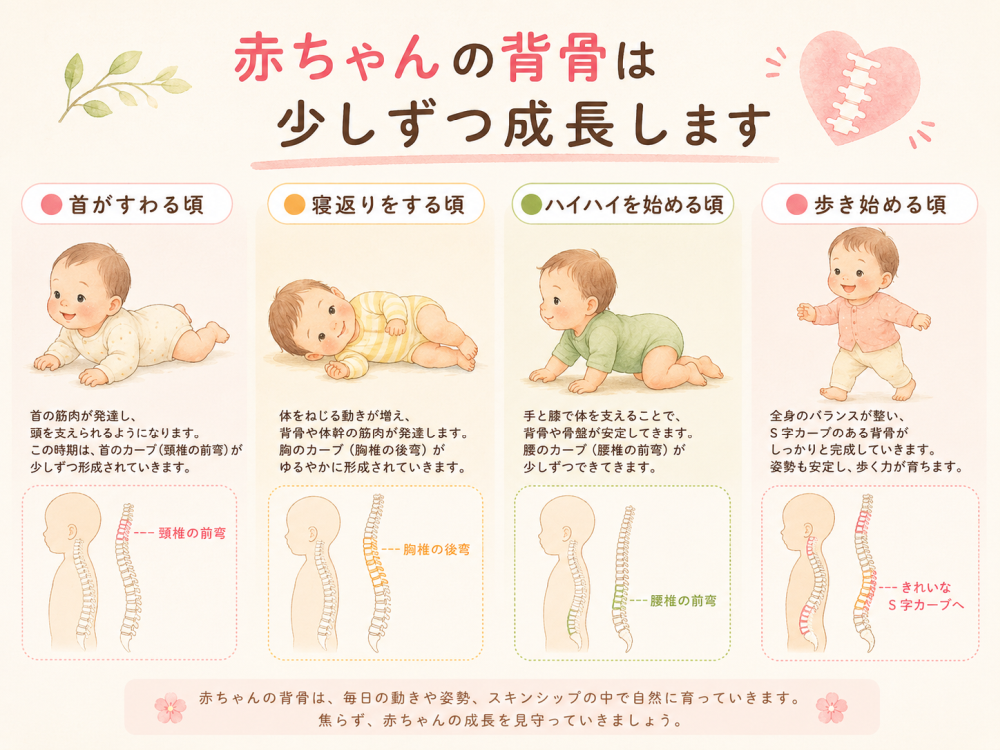 赤ちゃんの背骨は少しずつ成長します。●首がすわる頃首の筋肉が発達し、頭を支えられるようになります。この時期は、首のカーブ（頸椎の前腕）が少しずつ形成されていきます●寝返りをする頃体をねじる動きが増え、背骨や体幹筋肉が発達します。胸のカーブ（胸椎の後湾）が緩やかに形成されていきます。●ハイハイを始める頃・手と膝で体を支えることで、背骨や骨盤が安定してきます。腰のカーブ（腰椎の後湾）が少しずつ出てきます。●歩き始める頃・全身のバランスが整い、S字カーブのある背骨が、しっかりと完成していきます。姿勢も安定し、歩く力が育ちます。赤ちゃんの背骨は、毎日の動きや姿勢、スキンシップの中で自然に育っていきます。焦らず、赤ちゃんの成長を見守っていきましょう。