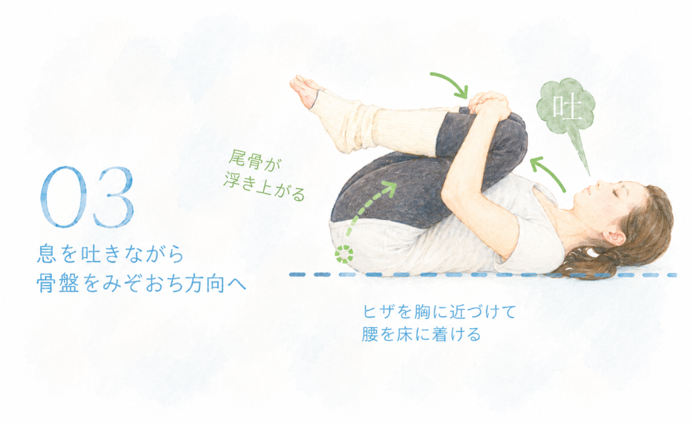 03：息を吐きながら骨盤をみぞおち方向へ・膝を胸に近づけて腰を床につける・尾骨が浮き上がる