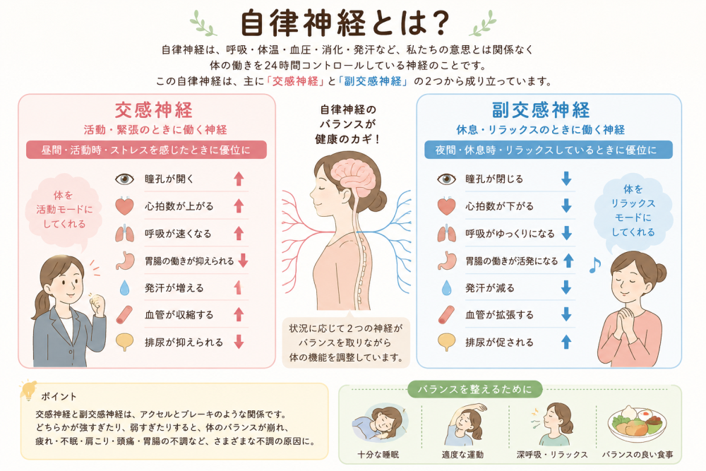 自律神経とは？●自律神経は呼吸、体温、血圧、消化、発汗など私たちの意思とは関係なく、体の働きを24時間コントロールしている神経のことです。この神経は主に「交感神経」と「副交感神経」の2つから成り立っています。●交感神経活動※活動、緊張の時に働く神経昼間、活動時、ストレスを感じた時に優位に・瞳孔が開く・心拍数が上がる・呼吸が早くなる・胃腸の働きが抑えられる・発汗が増える・血管が収縮する排尿が抑えられる体を活動モードにしてくれる● 副交感神経※休息、リラックスの時に働く神経夜間、休息時、リラックスしている時に優位に・瞳孔が閉じる・心拍数が下がる・呼吸がゆっくりになる・胃腸の働きが活発になる・発汗が減る・血管が拡張する・排尿が促される体をリラックスモードにしてくれる●ポイント交感神経と副交感神経はアクセルとブレーキのような関係です。どちらかが強すぎたり、弱すぎたりすると体のバランスが崩れ、・疲れ・不眠・肩こり・頭痛・胃腸の不調など様々な不調の原因に。●バランスを整えるために十分な睡眠、適度な運動、深呼吸、リラックス、バランスの良い食事