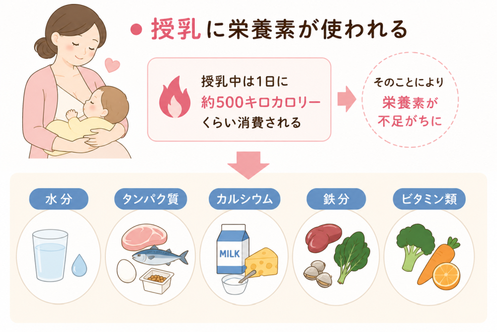 ●授乳に栄養素が使われる授乳中は約500キロカロリーくらい消費されるそのことにより、栄養素が不足がちに・水分・タンパク質・カルシウム・鉄分・ビタミン類の栄養素が使われる