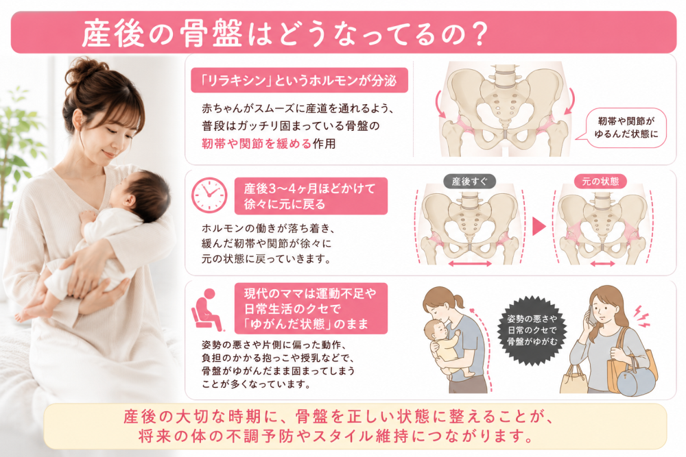 産後の骨盤はどうなってるの？●リラキシンというホルモンが分泌・赤ちゃんがスムーズに賛同を通れるよう、普段は がっちり固まっている骨盤の靭帯や関節を緩める作用●産後 3から4ヶ月ほどかけて徐々に元に戻る・ホルモンの働きが落ち着きいるんだ靭帯や関節が徐々に元の状態に戻っていきます●現代のママは運動不足や日常生活の癖でゆがんだ状態のまま・片側に偏った動作 負担のかかる抱っこや動作、授乳などで骨盤が歪んだまま固まってしまうことが多くなっています産後の大切な時期に骨盤を正しい状態に整えることが、将来の体の不調予防やスタイル維持につながります