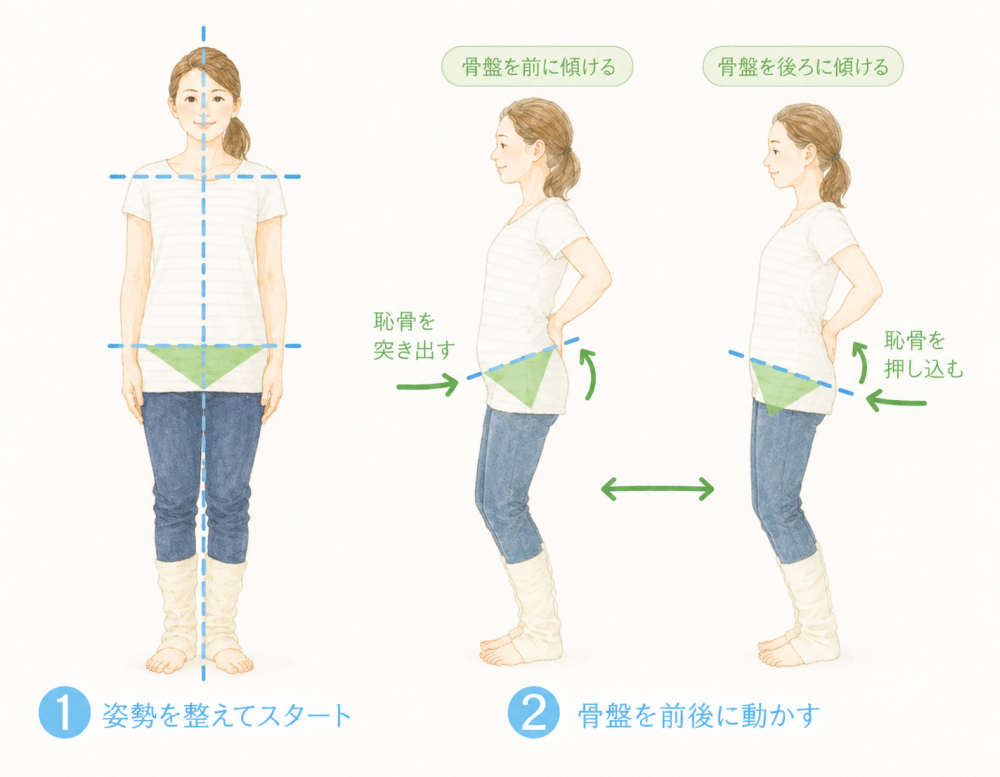 ①姿勢を整えてスタート②骨盤を前後に動かす・骨盤を前に傾ける（恥骨を突き出す）・骨盤を後ろに傾ける（恥骨を押し込む）