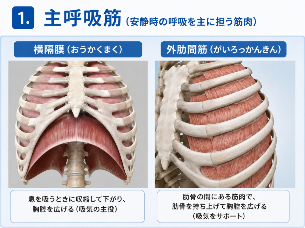 1. 主呼吸筋(安静時の呼吸を主に担う筋肉)・横隔膜(おうかくまく)呼吸を吸うときに収縮して下がり、胸腔を広げる(吸気の主役)・外肋間筋(がいろっかんきん)肋骨の間にある筋肉で、肋骨を持ち上げて胸腔を広げる(吸気をサポート)