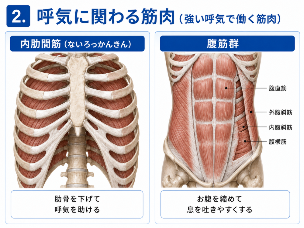 2. 呼気に関わる筋肉(強い呼気で働く筋肉)・内肋間筋(ないろっかんきん)肋骨を下げて呼気を助ける ・腹筋群(・腹直筋・外腹斜筋・内腹斜筋・腹横筋)お腹を縮めて息を吐きやすくする