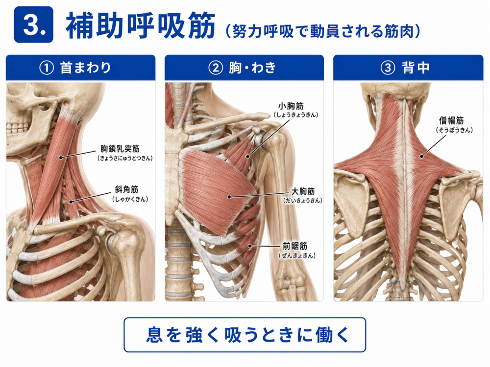 3. 補助呼吸筋(努力呼吸で動員される筋肉)・胸鎖乳突筋(きょうさにゅうとつきん)・斜角筋(しゃかくきん)・小胸筋(しょうきょうきん)・大胸筋(だいきょうきん)・前鋸筋(ぜんきょきん)・僧帽筋(そうぼうきん)息を強く吸うときに働く