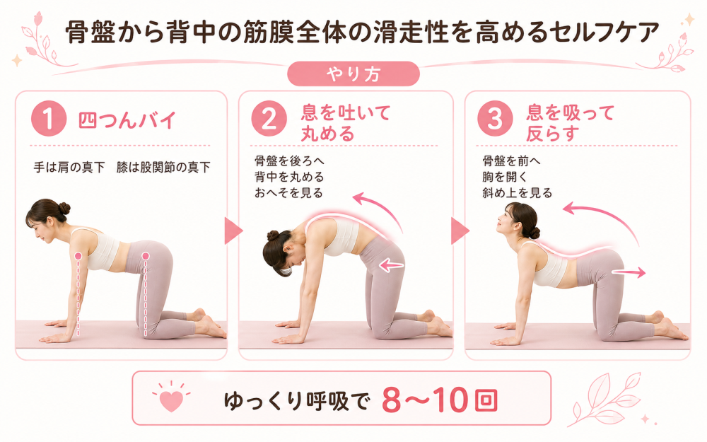 骨盤から背中の筋膜全体の滑走性を高めるセルフケア 『やり方』・手は肩の真下、膝は股関節の真下になるように四つんバイの姿勢になります・息を吐きながら骨盤を後ろに傾け、背中を丸めて肩甲骨の間を広げるイメージでおへそを覗き込みます・次に息を吸いながら骨盤を前に傾け、胸を張って軽く斜め上を見ます ※ これをゆっくりした呼吸で 8〜10回繰り替えしてみて下さい