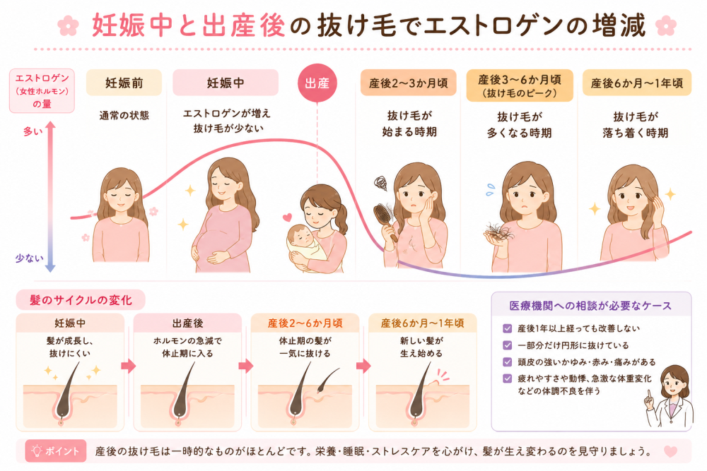 妊娠中と出産後の抜け毛でエストロゲンの増減●妊妊娠前・通常の状態●妊娠中・エストロゲンが増え抜け毛が少ない●産後2～3か月頃・抜け毛が始まる時期●産後3～6か月頃（抜け毛のピーク）・抜け毛が多くなる時期産後6か月～1年頃・抜け毛が落ち着く時期