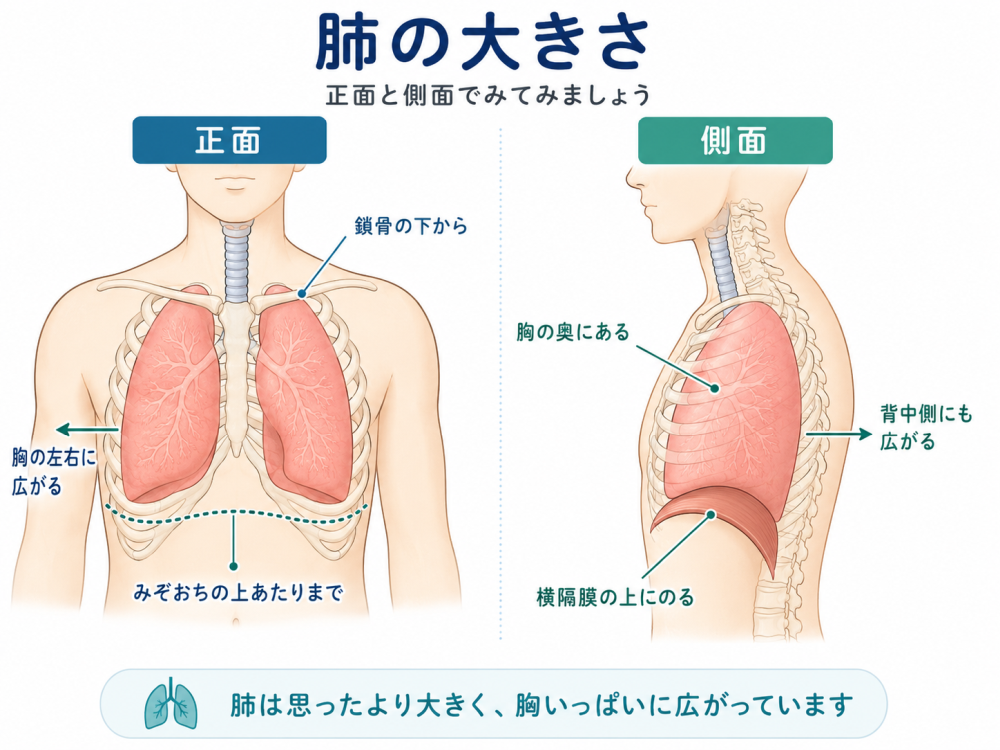 肺の大きさ正面と側面で見てみましょう・正面鎖骨の下からみぞおちの下あたりまで胸の左右に広がる・側面胸の奥にある背中側にも広がる横隔膜の上にのる肺は思ったよりも大きく、胸いっぱいに広がっています。