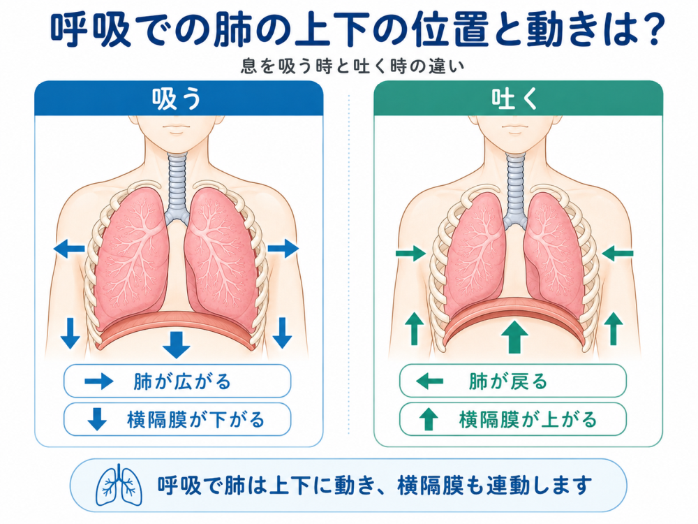 呼吸での肺の上下の位置と動きは?●吸う・肺が広がる・横隔膜が下がる●吐く・肺が戻る・横隔膜が上がる呼吸では肺はじょげに動き、横隔膜も連動します