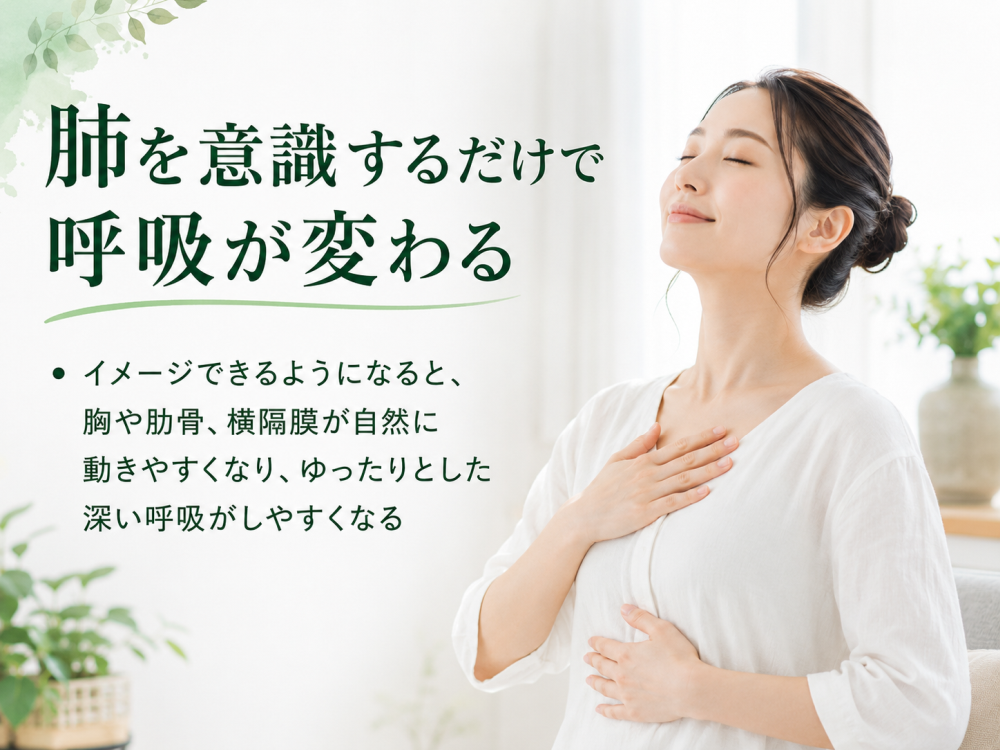 肺を意識するだけで呼吸が変わる ・イメージできるようになると、胸や肋骨、横隔膜が自然に動きやすくなり、ゆったりとした深い呼吸がしやすくなる