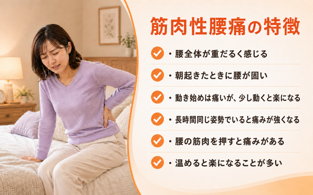 筋肉性腰痛の特徴・腰全体が重だるく感じる・朝起きたときに腰が固い・動き始めは痛いが、少し動くと楽になる・長時間同じ姿勢でいると痛みが強くなる・腰の筋肉を押すと痛みがある・温めると楽になることが多い