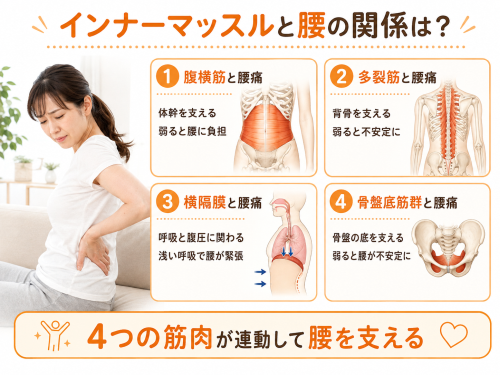 インナーマッスルと腰の関係は？

・腹横筋と腰痛

・多裂筋と腰痛

・横隔膜と腰痛

・骨盤底筋群と腰痛