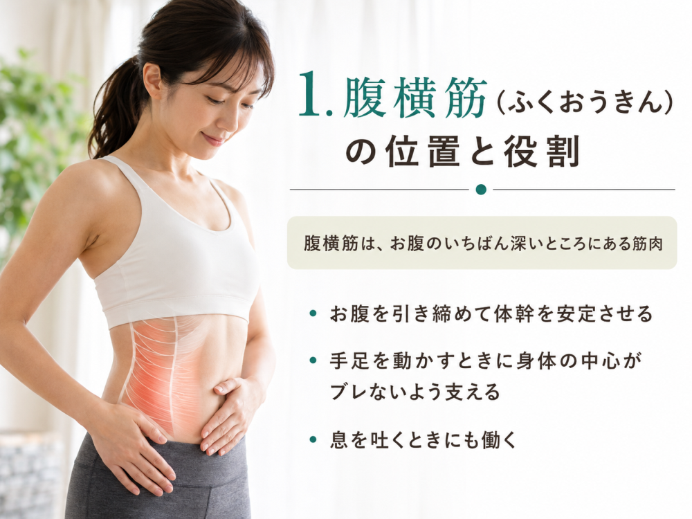 1. 腹横筋（ふくおうきん）の位置と役割

腹横筋は、お腹のいちばん深いところにある筋肉
・お腹を引き締めて体幹を安定させる
・手足を動かすときに身体の中心がブレないよう支える
・息を吐くときにも働く