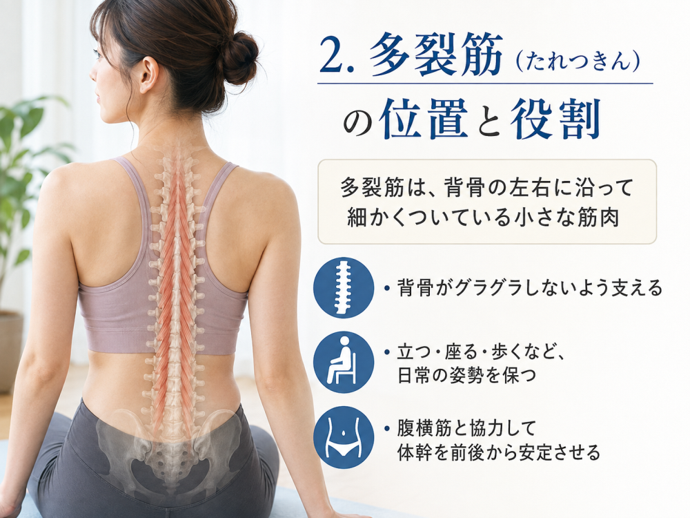 2. 多裂筋（たれつきん）の位置と役割

多裂筋は、背骨の左右に沿って細かくついている小さな筋肉

・背骨がグラグラしないよう支える

・立つ・座る・歩くなど、日常の姿勢を保つ

・腹横筋と協力して体幹を前後から安定させる
