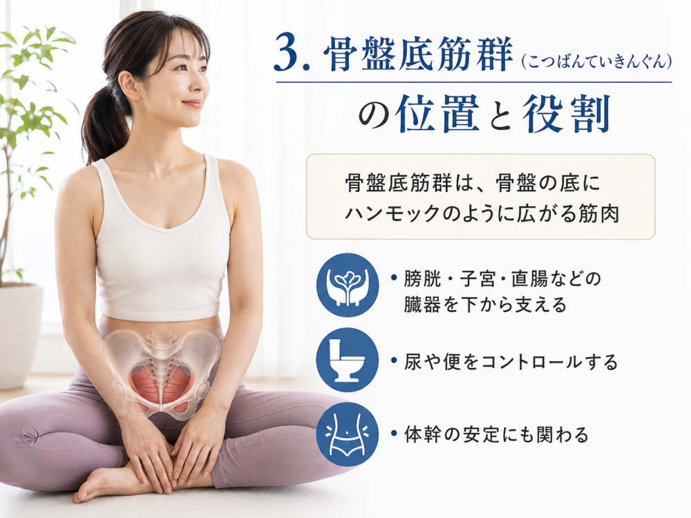 3. 骨盤底筋群（こつばんていきんぐん）の位置と役割

骨盤底筋群は、骨盤の底にハンモックのように広がる筋肉

・膀胱・子宮・直腸などの臓器を下から支える

・尿や便をコントロールする

・体幹の安定にも関わる