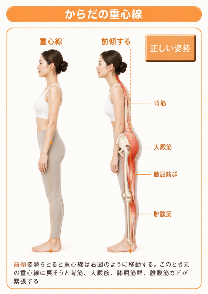 からだの重心線 ●正しい姿勢 ・重心線 ・前傾する ・背筋・大殿筋・膝屈筋群・腓腹筋 前傾姿勢をとると重心線は右図のように移動する。 このとき元の重心線に戻そうと背筋、大殿筋、膝屈筋群、腓腹筋などが緊張する