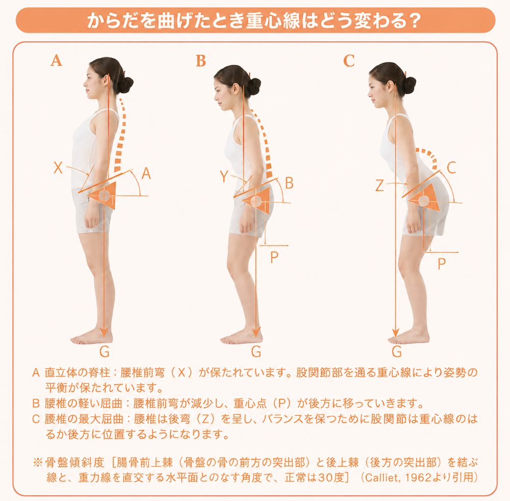体を曲げたとき重心線がそう変わる？ A 直立位の脊柱：腰椎前弯（X）が保たれています。股関節部を通る重心線により姿勢の平衡が保たれています。 B 腰椎の軽い屈曲：腰椎前弯が減少し、重心点（P）が後方に移っていきます。 C 腰椎の最大屈曲：腰椎は後弯（Z）を呈し、バランスを保つために股関節は重心線のはるか後方に位置するようになります。 ※骨盤傾斜度［腸骨前上棘（骨盤の骨の前方の突出部）と後上棘（後方の突出部）を結ぶ線と、重力線を直交する水平面とのなす角度で、正常は30度］（Calliet,1962より引用）