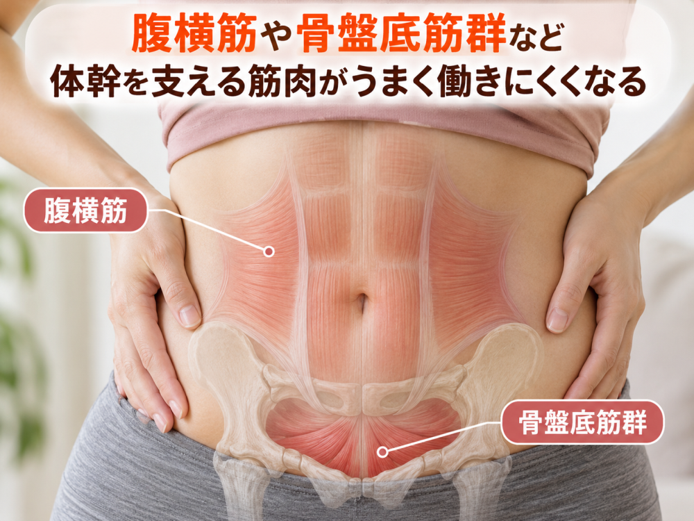 腹横筋や骨盤底筋群など体幹を支える筋肉がうまく働きにくくなる
