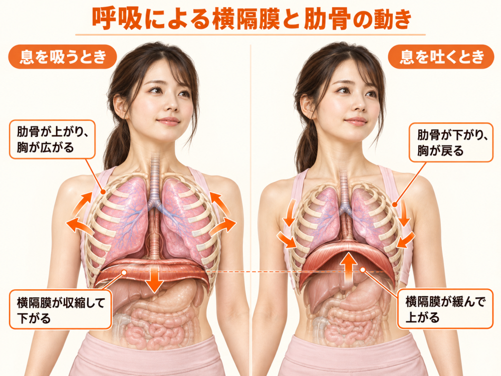 呼吸による横隔膜と肋骨の動き●息を吸うとき・肋骨が上がり、胸が広がる・横隔膜が収縮して下がる●息を吐くとき・肋骨が下がり、胸が戻る・横隔膜が緩んで上がる
