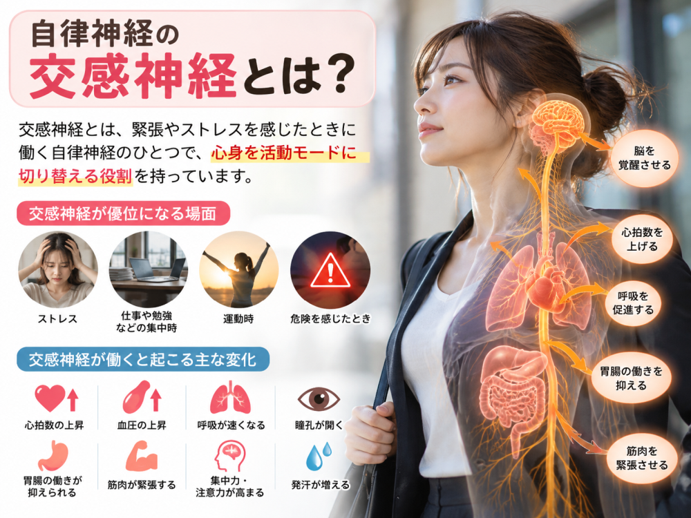 自律神経の交感神経とは？
交感神経とは緊張やストレスを感じた時に働く自律神経の一つで、心身を担う活動モードに切り替える役割を持っています。
●交感神経が 優位になる場合
・ストレス・仕事や勉強などの集中時・運動時・危険を感じた時
交感神経が働くと起こる主な変化
・心拍数の上昇・血圧の上昇・呼吸が早くなる・瞳孔が開く・胃腸の動きが抑えられる・筋肉が緊張する・集中力 注意力が高まる・発汗が増える
・脳を覚醒させる・心拍数を上げる・呼吸を促進する・胃腸の働きを抑える・筋肉を緊張させる