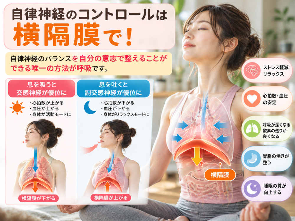自律神経のコントロールは横隔膜で！
自律神経のバランスを自分の意思で整えることができる唯一の方法が 呼吸です。
・ストレス軽減・リラックス・心拍数や血圧の安定・呼吸が深くなる・酸素の通りが良くなる・胃腸の働きが整う・睡眠の質が向上する
● 息を交換神経が優位に
横隔膜が下がると
・心拍数が上がる・血圧が上がる・身体が活動モードに
●息を吐くと交感神経が優位に
横隔膜がが上がると
・心拍数が上がる・血圧が下がる・心身がリラックスモードに
